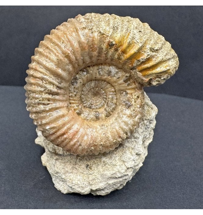 Fossils For Sale | Fossils-UK.com | British Bajocian, Middle Jurassic ...
