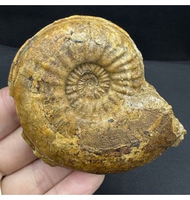 British Bajocian, Middle Jurassic Ammonite from Burton Bradstock, Dorset, England (SKU A4407):- Witchellia jugifera