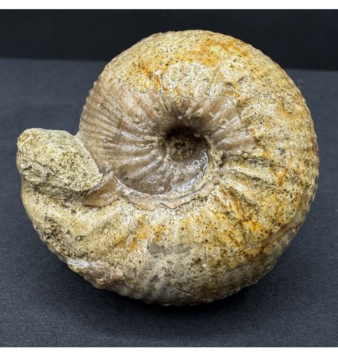 British Bajocian, Middle Jurassic Ammonite from Burton Bradstock, Dorset, England (SKU A4478):- Chondroceras evolvescens