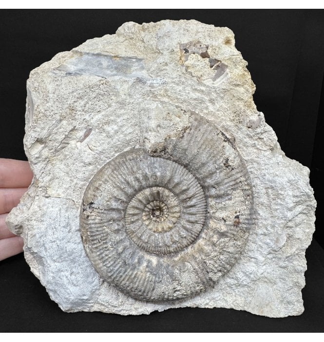 British Bajocian, Middle Jurassic Ammonite from Burton Bradstock, Dorset, England (SKU A4988):- Stephanoceras humphresianum