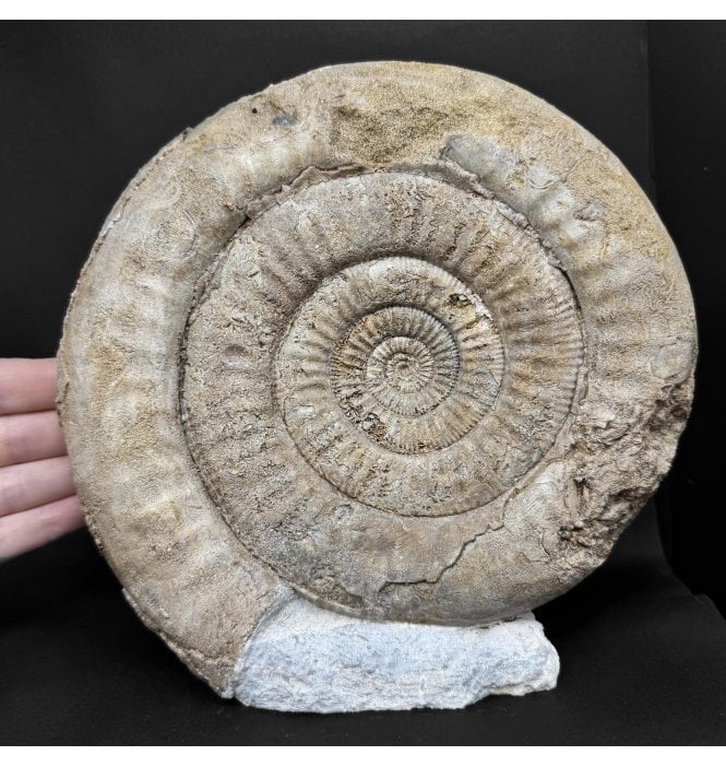 British Bajocian, Middle Jurassic Ammonite from Burton Bradstock, Dorset, England (SKU A4994):- Skirroceras (Stephanoceras) macrum