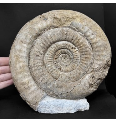 British Bajocian, Middle Jurassic Ammonite from Burton Bradstock, Dorset, England (SKU A4994):- Skirroceras (Stephanoceras) macrum