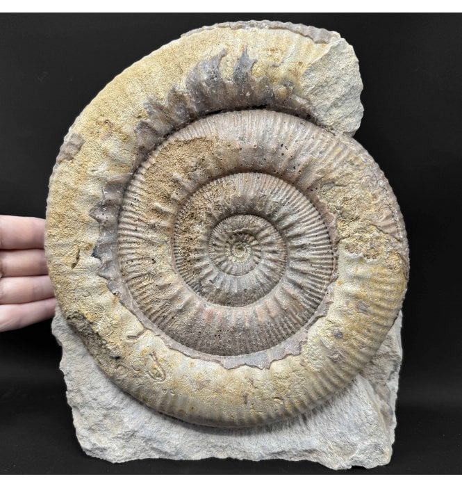 British Bajocian, Middle Jurassic Ammonite from Burton Bradstock, Dorset, England (SKU A5057):- Stephanoceras humphresianum