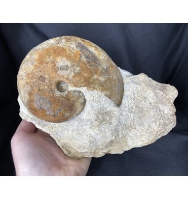 British Bajocian, Middle Jurassic Ammonite from Dorset, England (SKU A1498):- Oppelia subcostata