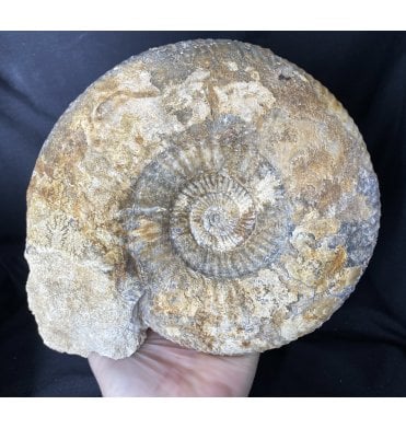 British Bajocian, Middle Jurassic Ammonite from Dorset, England (SKU A1503):- Parkinsonia parkinsoni