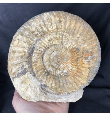 British Bajocian, Middle Jurassic Ammonite from Dorset, England (SKU A1504):- Parkinsonia parkinsoni