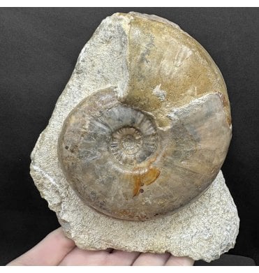 British Bajocian, Middle Jurassic Ammonite from Sherborne, Dorset, England (SKU A4420):- Euhoploceras (sonninia) adicra