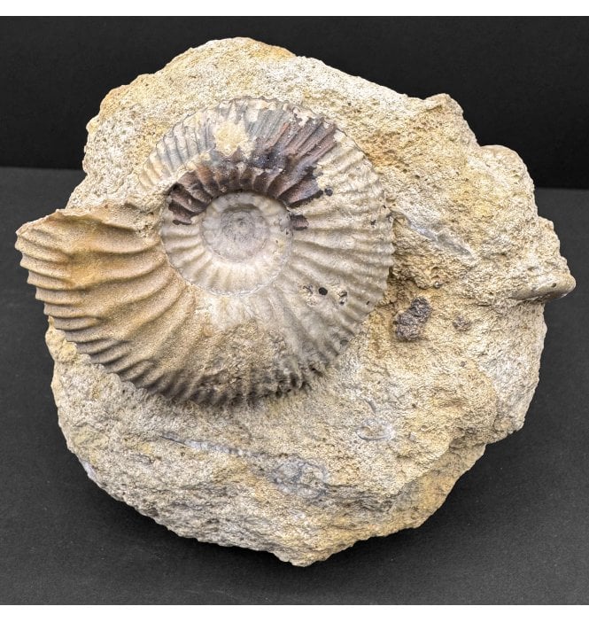British Bajocian, Middle Jurassic Ammonite from Sherborne, Dorset, England (SKU A4590):- Garantiana baculata
