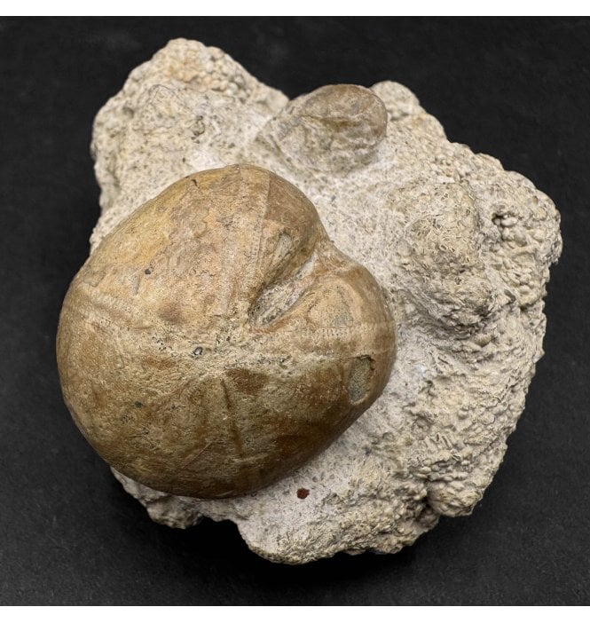 British Bajocian, Middle Jurassic Echinoid from Burton Bradstock, Dorset, England (SKU OF2895):- Nucleolites scutatus