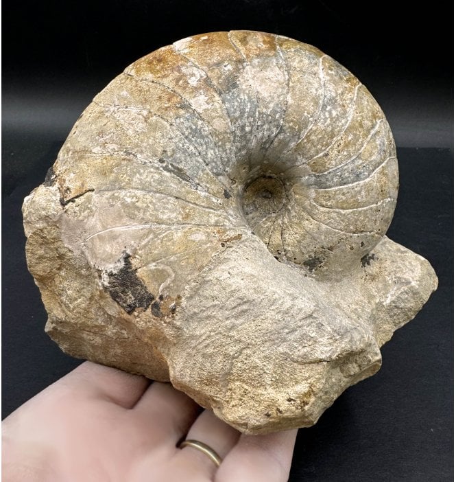 British Bajocian, Middle Jurassic Nautilus from Burton Bradstock, Dorset, England (SKU OF2848):- Cenoceras inornatum