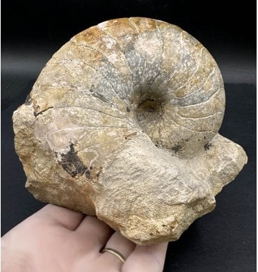 British Bajocian, Middle Jurassic Nautilus from Burton Bradstock, Dorset, England (SKU OF2848):- Cenoceras inornatum