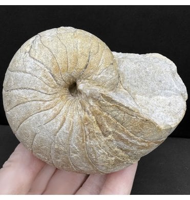 British Bajocian, Middle Jurassic Nautilus from Sherborne, Dorset, England (SKU OF4054):- Cenoceras inornatum