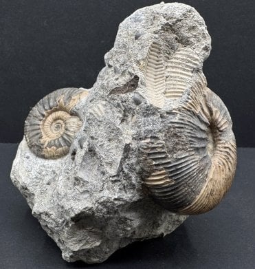 British Callovian, Middle Jurassic Ammonite Cluster from Gloucestershire, England (SKU A3866):- Kepplerites tricophorus and Proplanulites petrosus