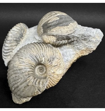 British Callovian, Middle Jurassic Ammonite Cluster from Gloucestershire, England (SKU A4971):- Pseudocadoceras boreale
