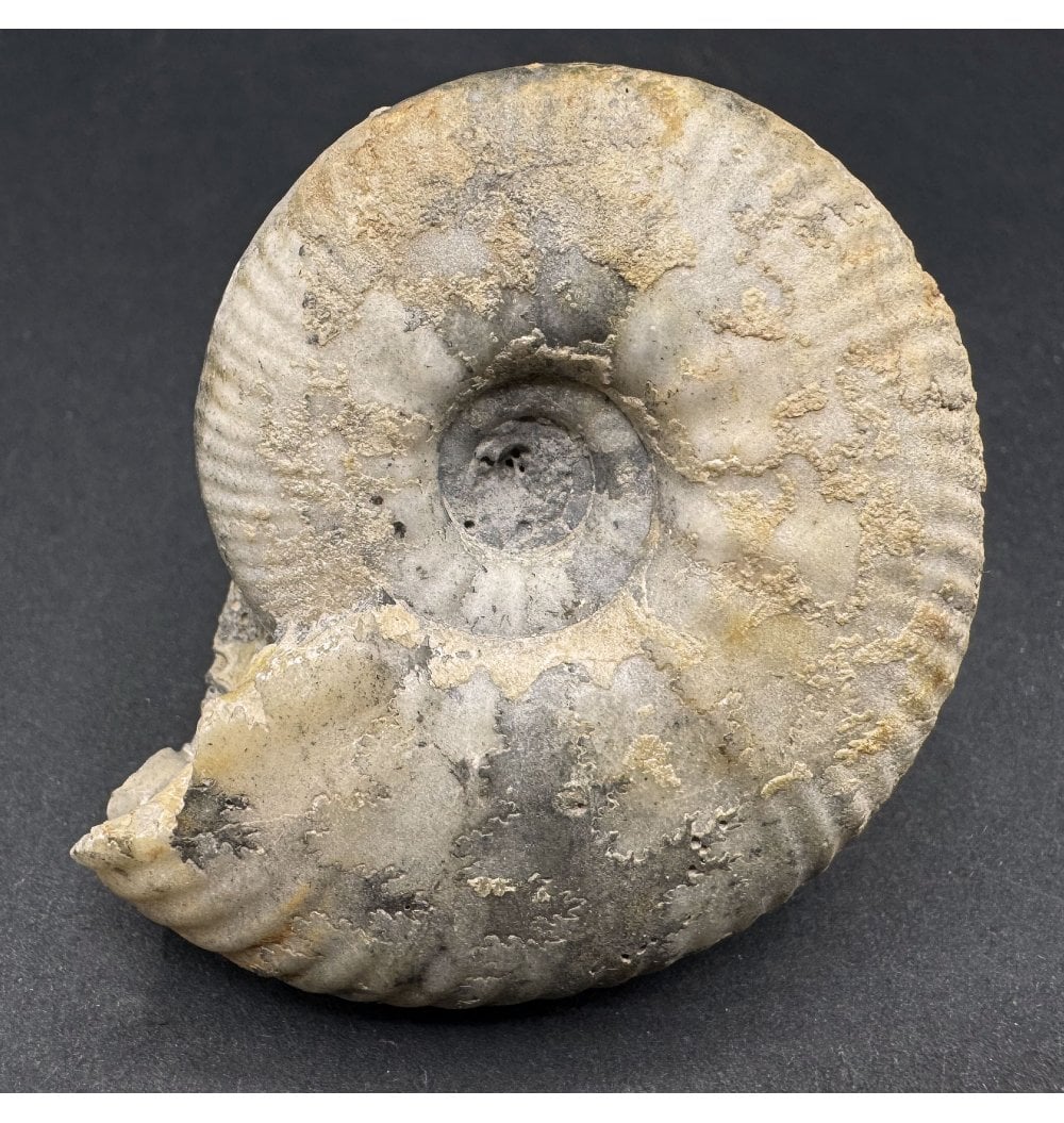 Fossils For Sale | Fossils-UK.com | British Callovian Middle Jurassic ...