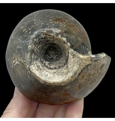 British Callovian Middle Jurassic Ammonite from Gloucestershire, England (SKU A2690):- Cadoceras sublaeve