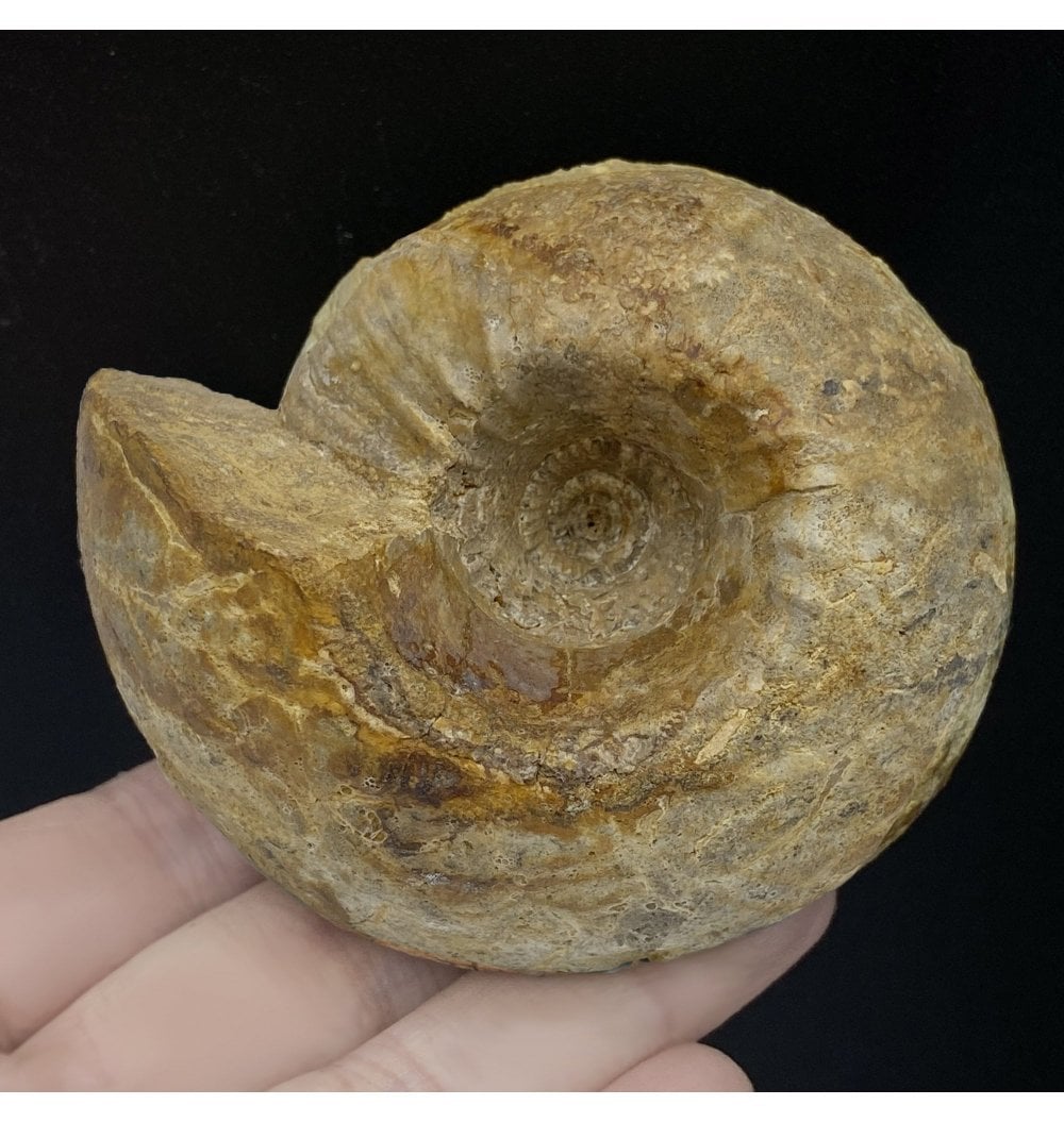 Fossils For Sale | Fossils-UK.com | British Callovian Middle Jurassic ...