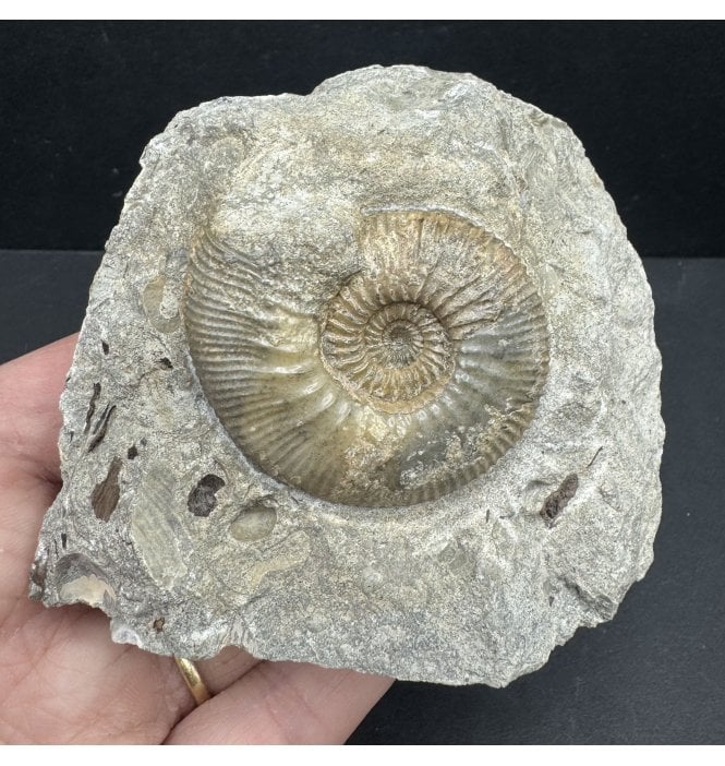 British Callovian, Middle Jurassic Ammonite from Gloucestershire, England (SKU A3951):- Kepplerites tricophorus