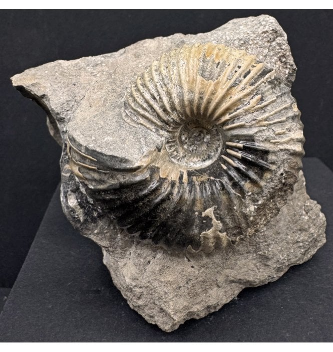 British Callovian, Middle Jurassic Ammonite from Gloucestershire, England (SKU A4181):- Cadoceras sublaeve