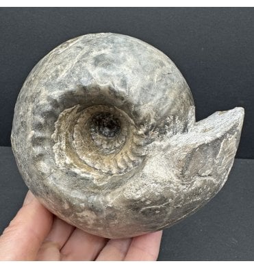 British Callovian Middle Jurassic Ammonite from Gloucestershire, England (SKU A4198):- Cadoceras sublaeve
