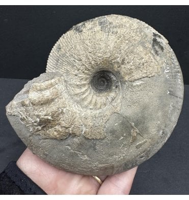 British Callovian, Middle Jurassic Ammonite from Gloucestershire, England (SKU A4225):- Sigaloceras calloviense