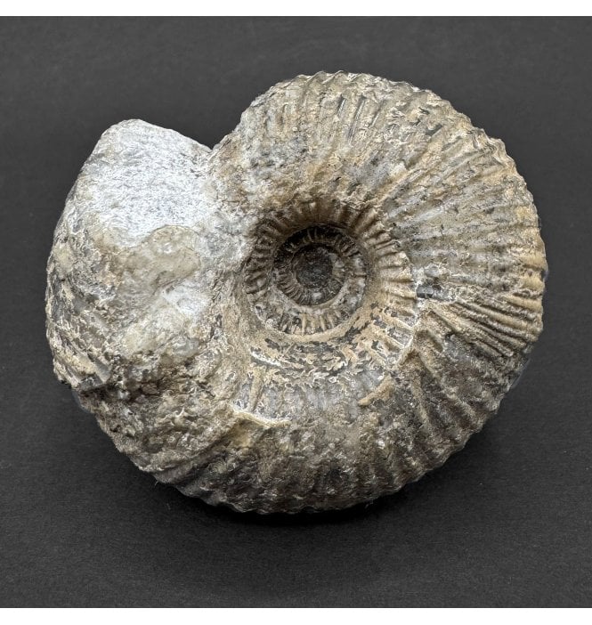 British Callovian Middle Jurassic Ammonite from Gloucestershire, England (SKU A4584):- Cadoceras sublaeve