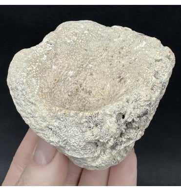 British Cretaceous Sponge from Flamborough, North Yorkshire, England (SKU OF4401):- Staurowena cateri