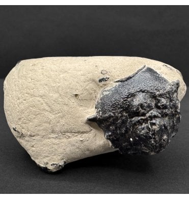 British Eocene Crab from Isle of Sheppey, England (SKU OF3952):- Basinotopus (Dromilites) lamarcki