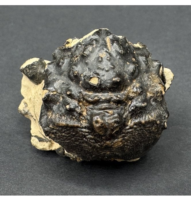 British Eocene Crab from Isle of Sheppey, England (SKU OF4003):- Basinotopus (Dromilites) lamarcki