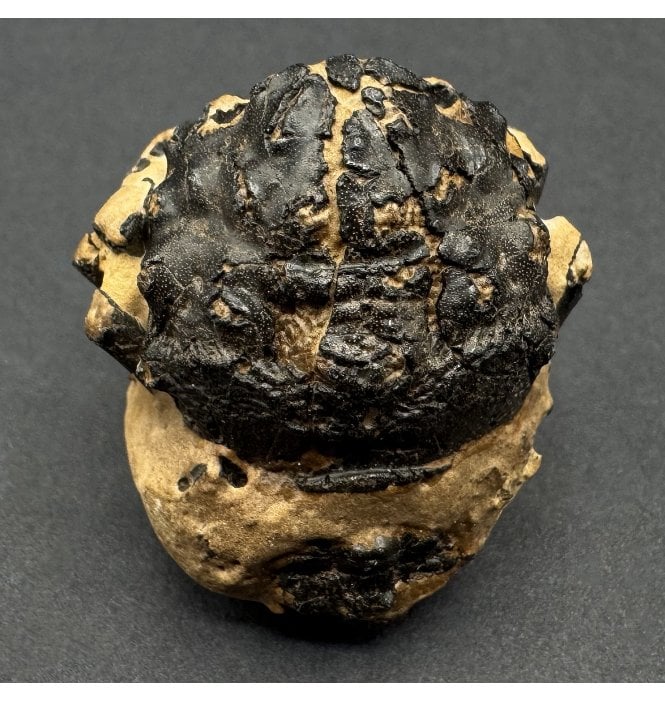 British Eocene Crab from Isle of Sheppey, England (SKU OF4021):- Basinotopus (Dromilites) lamarcki