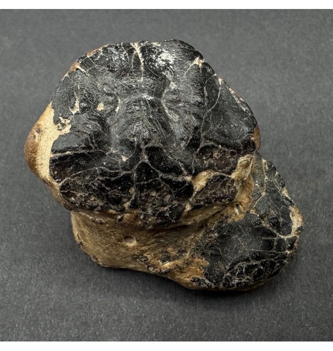 British Eocene Crab from Isle of Sheppey, England (SKU OF4022):- Portunites incerta