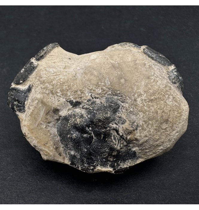 British Eocene Fossil Crab from Seasalter, Kent, England (SKU OF2974):- Portunites incerta