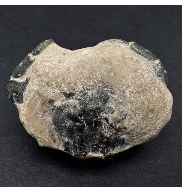 British Eocene Fossil Crab from Seasalter, Kent, England (SKU OF2974):- Portunites incerta