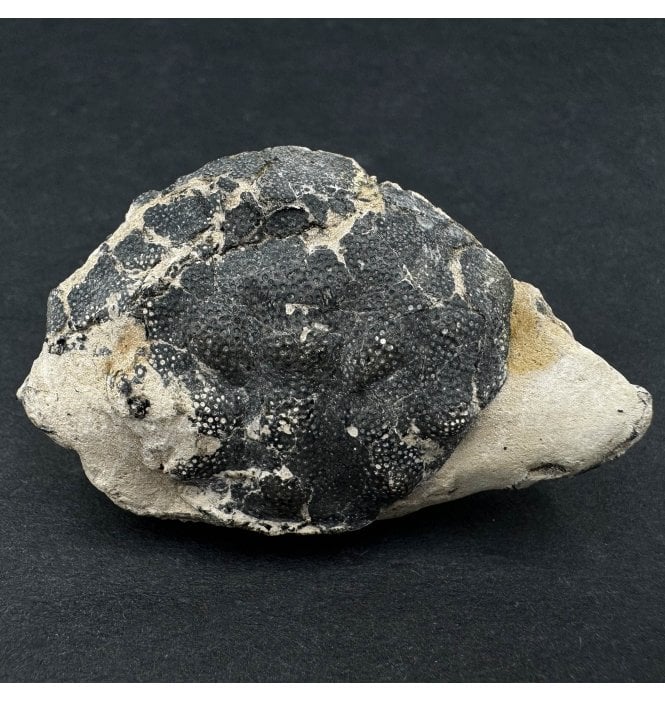 British Eocene Fossil Crab from the Isle of Sheppey, England (SKU OF2971):- Zanthopsis leachii