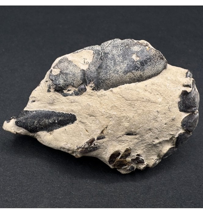 British Eocene Fossil Lobster from Isle of Sheppey, England (SKU OF3321):- Hoploparia gammeroides