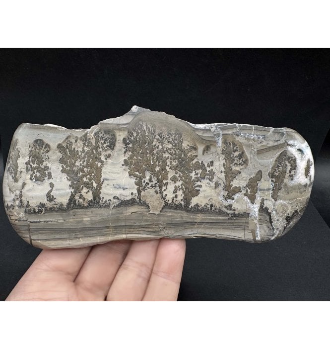 Stromatolite Fossils For Sale