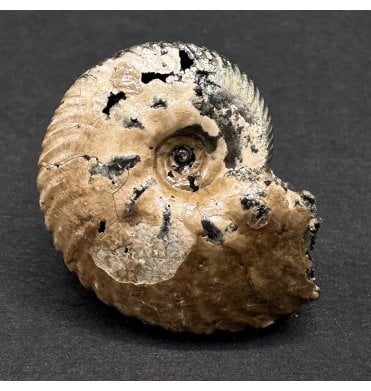 British Lower Cretaceous Ammonite from Folkestone, England (SKU A3883):- Anahoplites aff. splendens