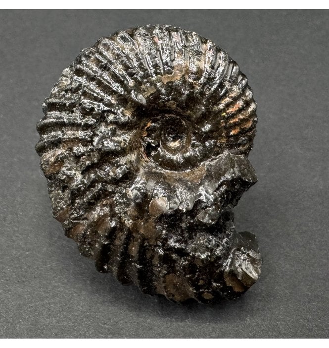 British Lower Cretaceous Ammonite from Folkestone, England (SKU A3884):- Hoplites cf. dentatus
