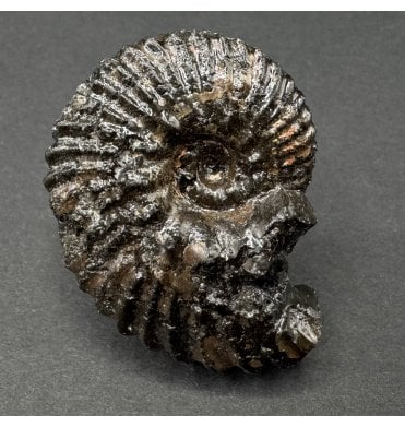 British Lower Cretaceous Ammonite from Folkestone, England (SKU A3884):- Hoplites cf. dentatus