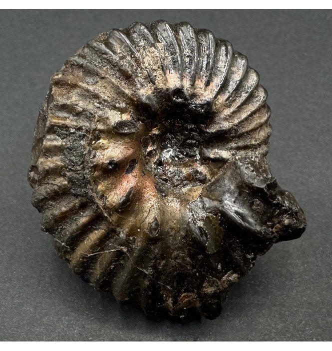 British Lower Cretaceous Ammonite from Folkestone, England (SKU A3885):- Hoplites cf. dentatus