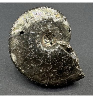 British Lower Cretaceous Ammonite from Folkestone, England (SKU A3887):- Anahoplites planus