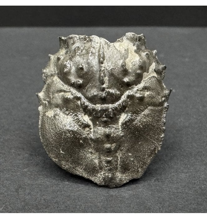 British Lower Cretaceous Crab from Folkestone, England (SKU OF3833):- Notopocorysites stokesi