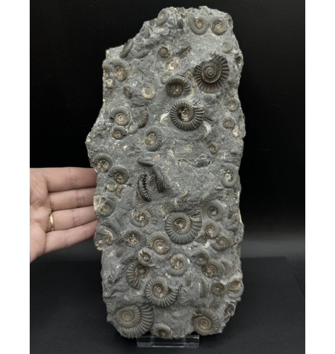 British Lower Jurassic, Lower Lias Ammonite Cluster from Holderness Coast, Nr Hull, East Yorkshire, England (SKU A3326):- Arnioceras semicostatum