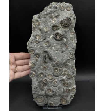 British Lower Jurassic, Lower Lias Ammonite Cluster from Holderness Coast, Nr Hull, East Yorkshire, England (SKU A3326):- Arnioceras semicostatum