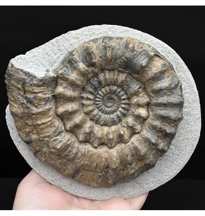 British Lower Jurassic, Lower Lias Ammonite from Charmouth, Dorset, England (SKU A4836):- Oistoceras figulinum