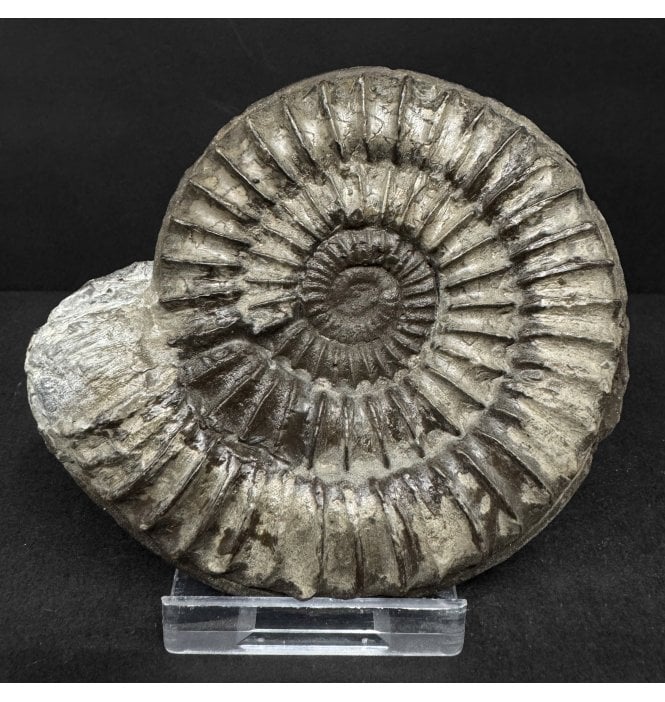 British Lower Jurassic, Lower Lias Ammonite from Marske by the Sea, Redcar, North Yorkshire, England (SKU A4923):- Arnioceras acuticarinatum