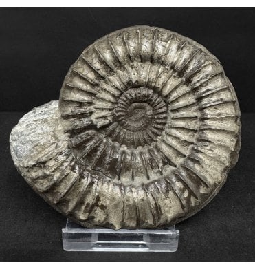 British Lower Jurassic, Lower Lias Ammonite from Marske by the Sea, Redcar, North Yorkshire, England (SKU A4923):- Arnioceras acuticarinatum