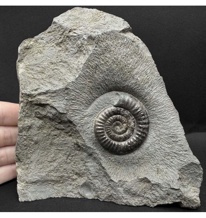 British Lower Jurassic, Lower Lias Ammonite from Marske by the Sea, Redcar, North Yorkshire, England (SKU A5085):- Vermiceras scylla