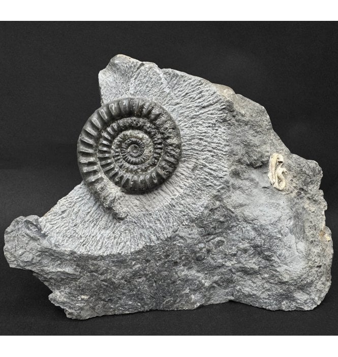 British Lower Jurassic, Lower Lias Ammonite from Marske by the Sea, Redcar, North Yorkshire, England (SKU A5086):- Vermiceras scylla
