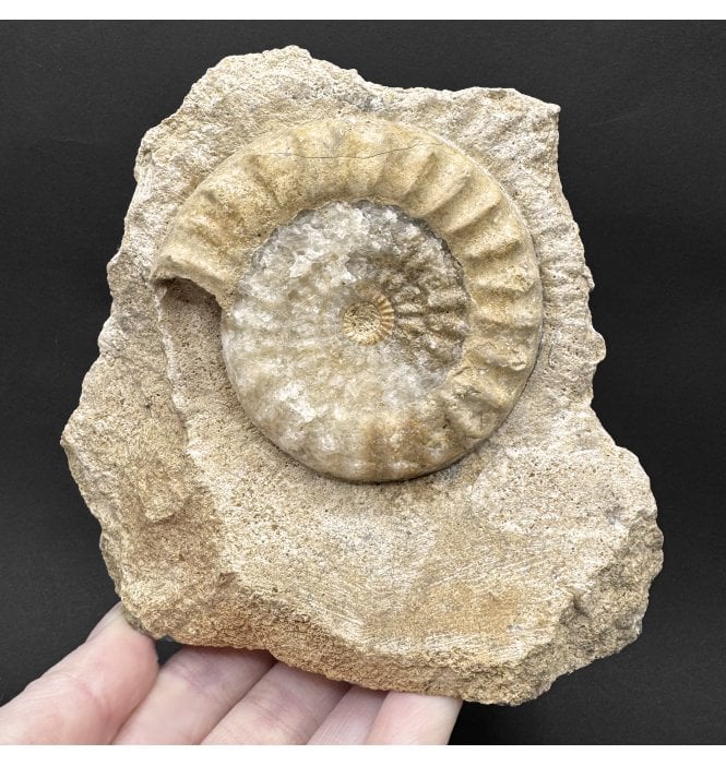 British Lower Jurassic, Lower Lias Ammonite from Radstock, Somerset, England (SKU A4585):- Acanthopleuroceras maugenti